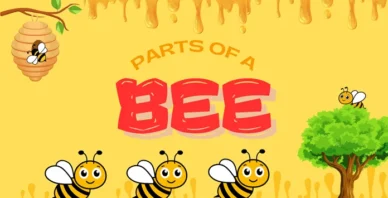 parts of a bee