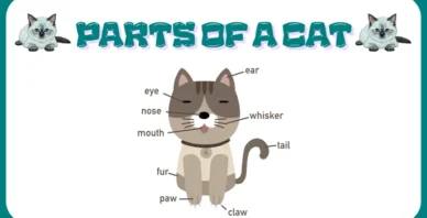 Parts of a cat