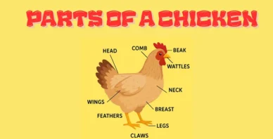 Parts of a chicken