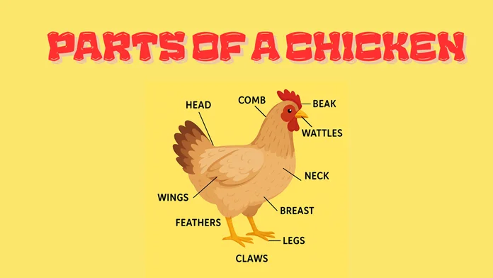 Parts of a chicken