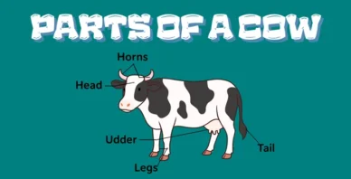 Parts of a cow