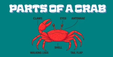 Parts of a crab