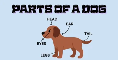Parts of a dog