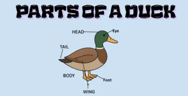 Parts of a duck