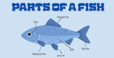 Parts of a fish