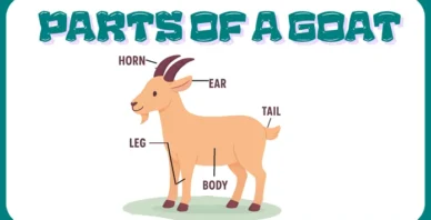 Parts of a goat