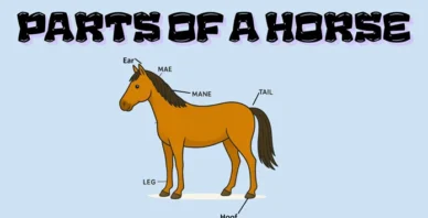 Parts of a horse