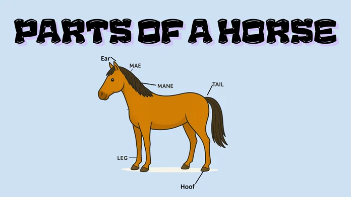 Parts of a horse