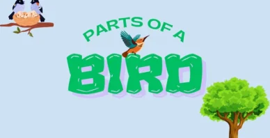 parts of a bird