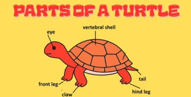 parts of a turtle