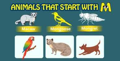 Animals starting with M