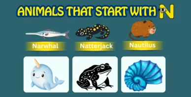 Animals starting with N