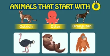 Animals starting with O