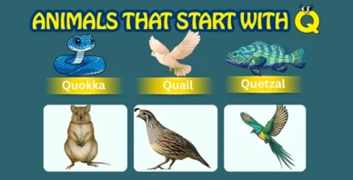 Animals starting with Q