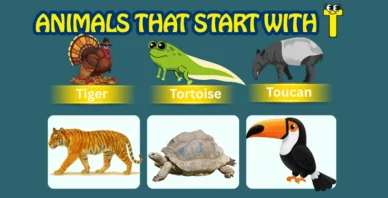 Animals starting with T