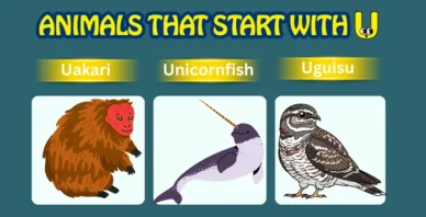 Animals starting with U