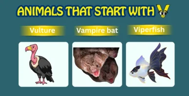 Animals starting with V