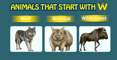 Animals starting with W