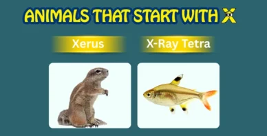 Animals starting with X