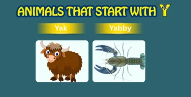 Animals starting with Y