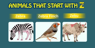 Animals starting with Z