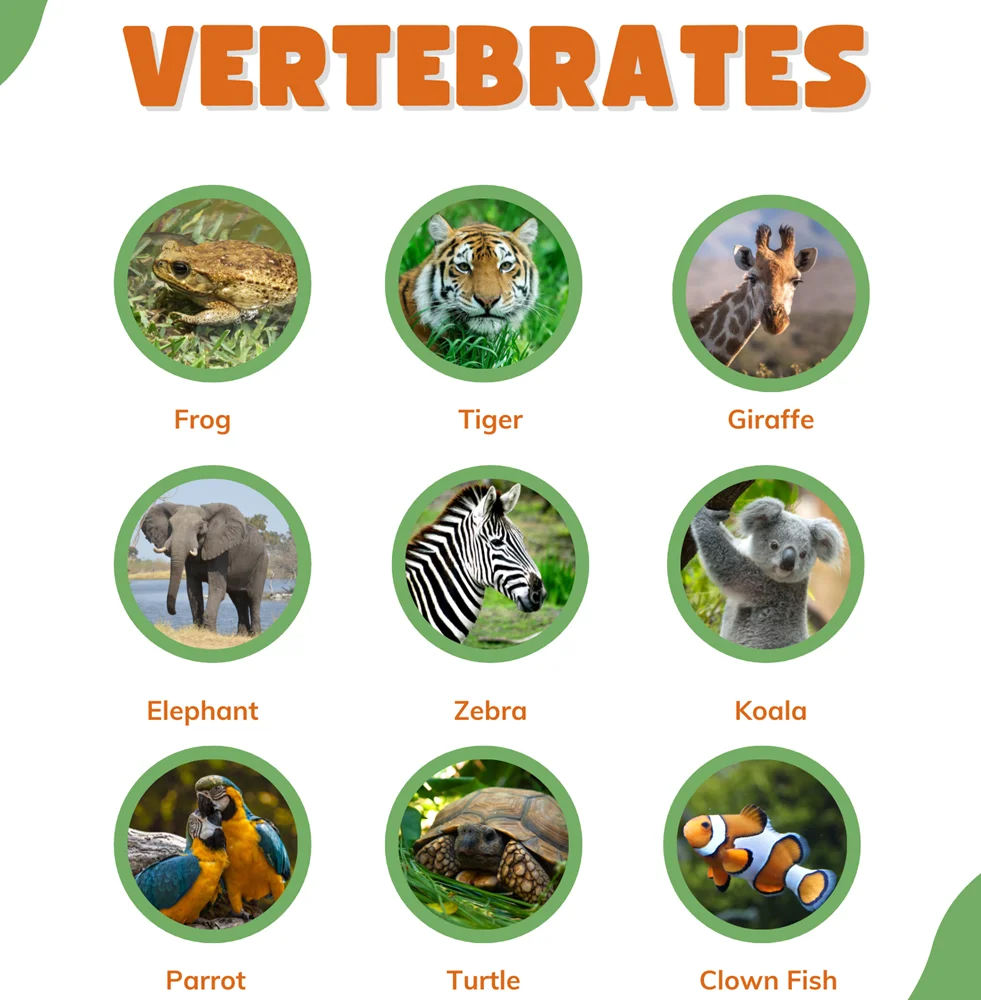 Vertebrates Animals list