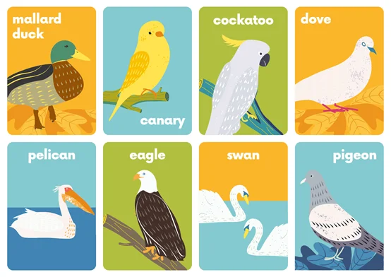 birds name list